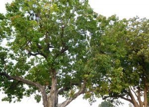 Bassia_latifolia(Latin),Mahua_Tree - Copy