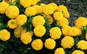 marigold-flower