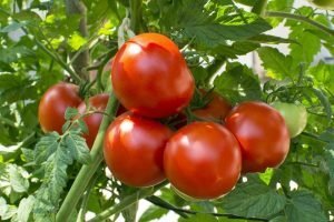 Pachai boomi - Midseason-tomatoes