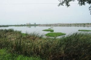 pachaiboomi_wetland