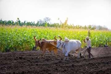 Organic Farming: An Overview!