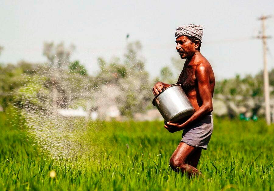 Organic Method of Paddy Cultivation!