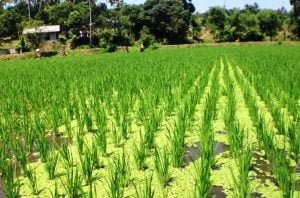 Azolla helps to increase paddy yield