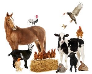 livestock Infectious diseases