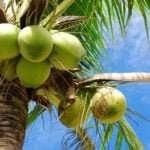 தென்னை