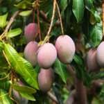 மா சாகுபடி