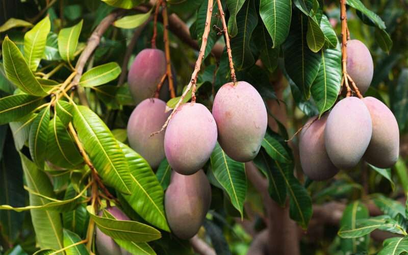 Diseases Affecting Mangoes! 1 மா சாகுபடி