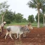 மானாவாரி