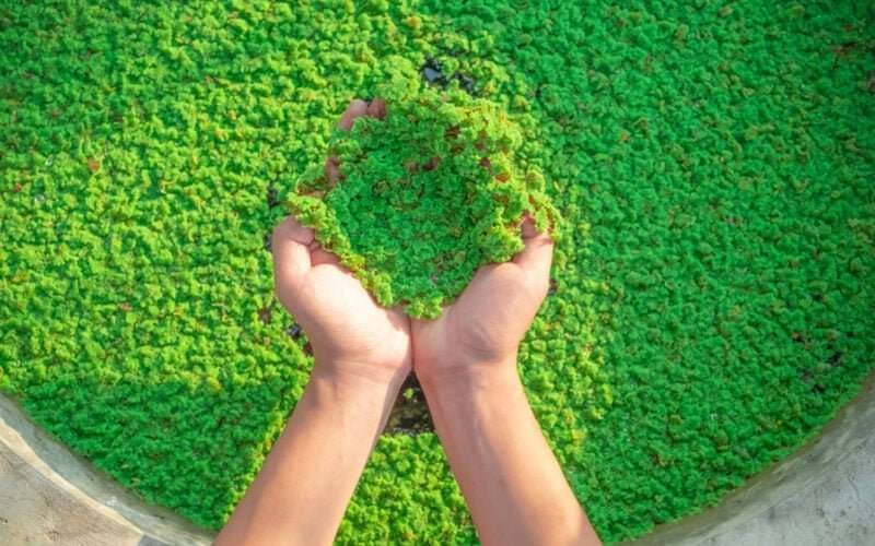 Azolla for Paddy Cultivation!