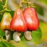 முந்திரி
