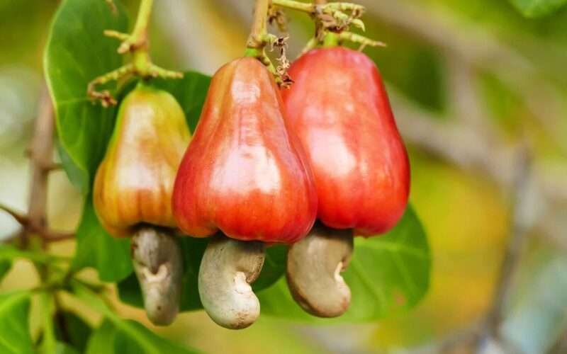Fertilization Guidelines for Cashew Trees! 1 முந்திரி
