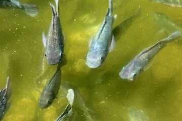 PACHAI BOOMI – English | Magazine | Agriculture | Horticulture | Livestock Farming | Monthly 38 Benefits of Cultivating Fingerlings!