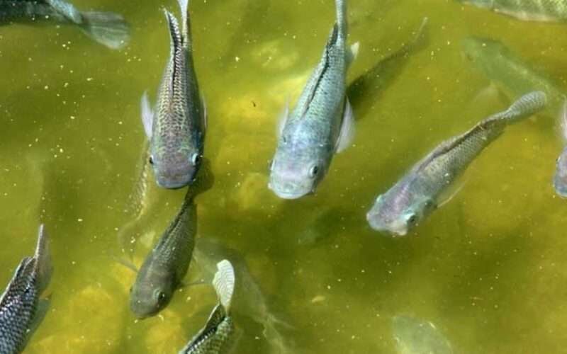 Benefits of Cultivating Fingerlings!