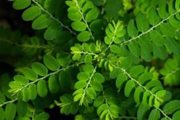 PACHAI BOOMI – English | Magazine | Agriculture | Horticulture | Livestock Farming | Monthly 85 Benefits of Keezhanelli!