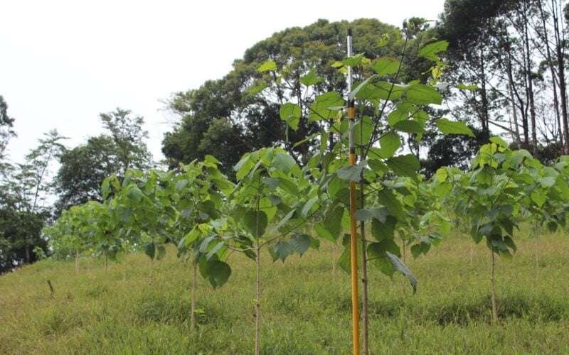 Kumil Tree! 1 Kumil Tree!