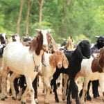 Goat Breeding and Rearing Methods!