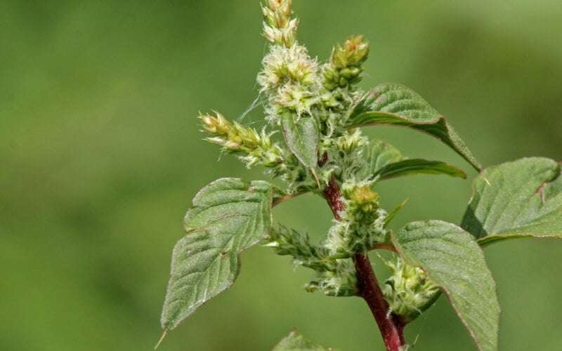The Benefits and Uses of Spiny Amaranth (Mullukkeerai)!