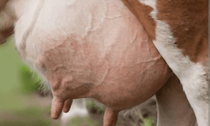 மடி நோய்