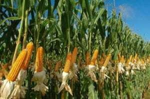 maize