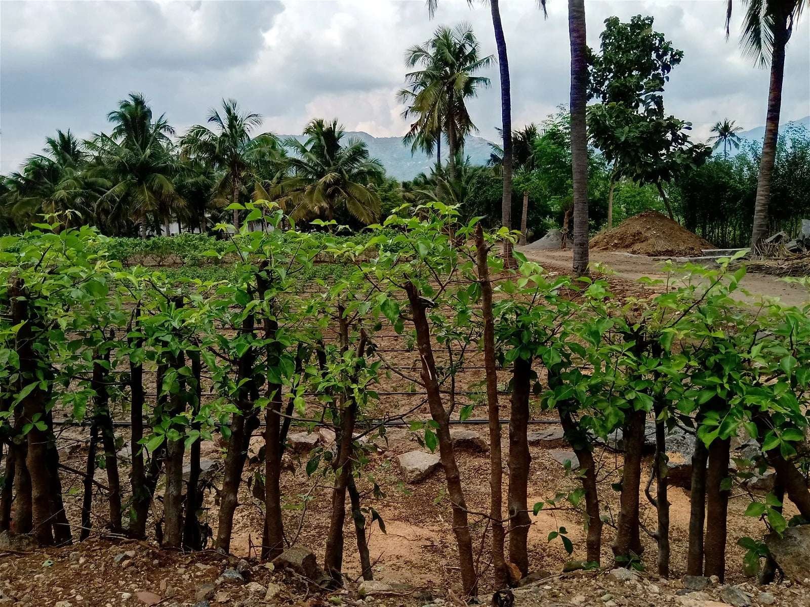 உயிர்வேலி