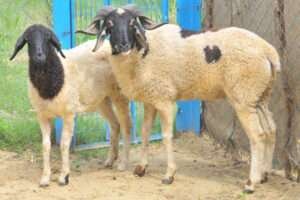 செம்மறியாடு