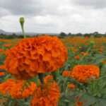 செண்டுமல்லி