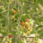 சீமை இலந்தை