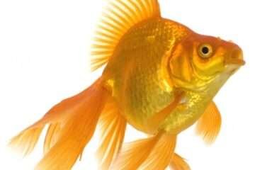 PACHAI BOOMI – English | Magazine | Agriculture | Horticulture | Livestock Farming | Monthly 35 Goldfish Farming!