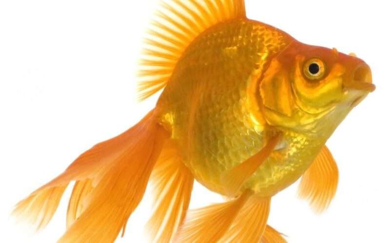 Goldfish Farming! 1 பொன்மீன்