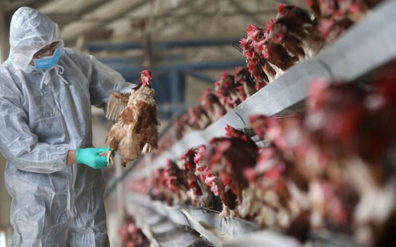 Bird Flu Outbreak! 1 பறவைக் காய்ச்சல்