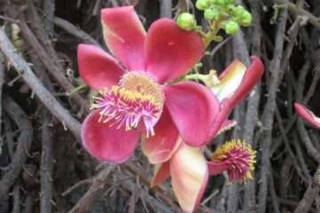 PACHAI BOOMI – English | Magazine | Agriculture | Horticulture | Livestock Farming | Monthly 84 Medicinal Properties of the Nagalinga Tree!