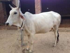 கால்நடை