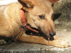 நாய்க்கடி