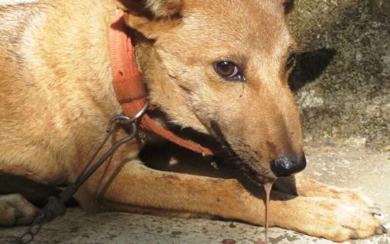 How to Avoid Dog Bites? 1 நாய்க்கடி