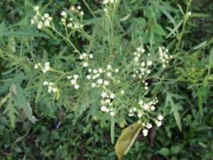 Parthenium_hysterophorus-yercaud-salem-India.jpg