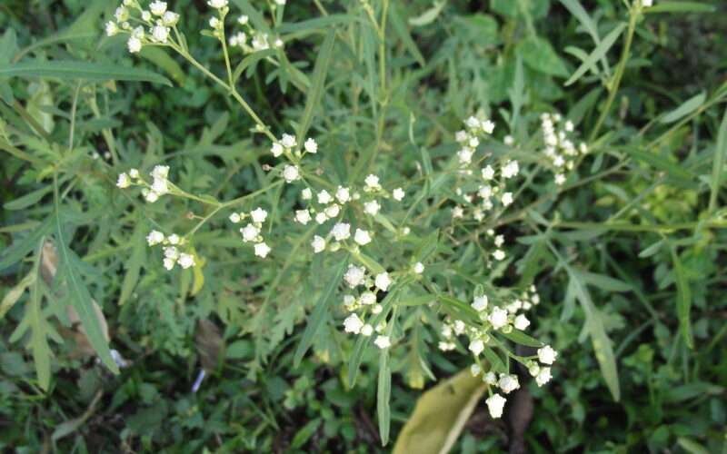 Methods to Control Parthenium Weed! 1 Methods to Control Parthenium Weed!
