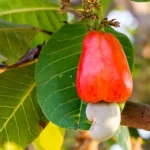 முந்திரி