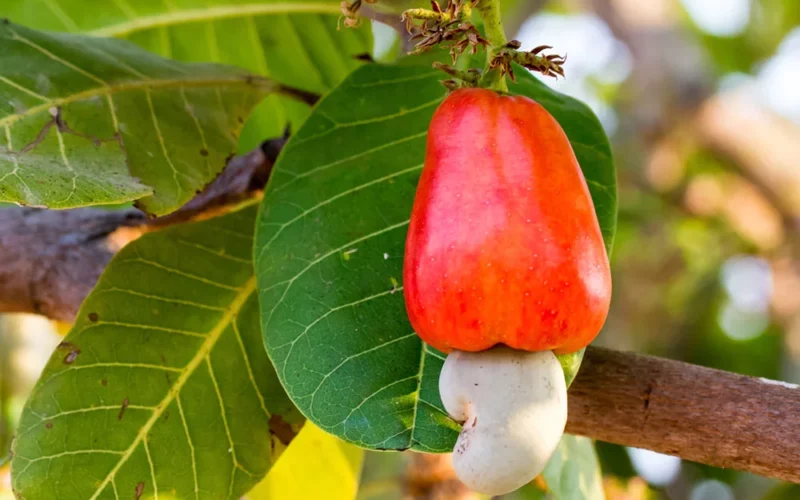 Strategies for Increasing Cashew Yield! 1 முந்திரி