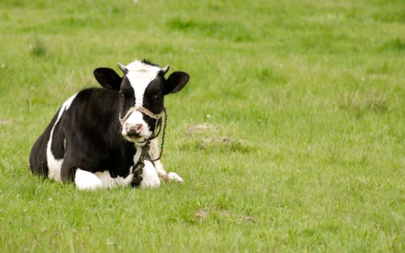 How to Care for Artificially Inseminated Cows? 1 கறவை மாடு