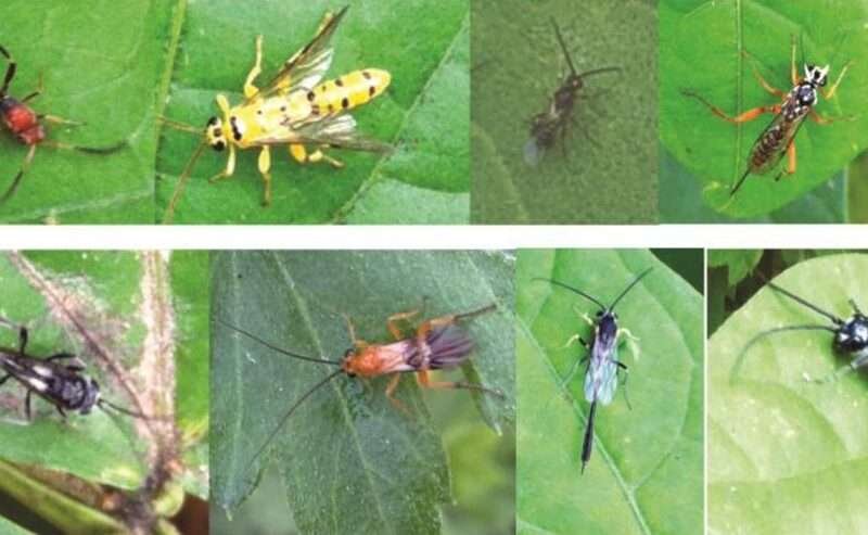 Biological Methods in Crop Protection! 1 உயிரியல் முறையில் பயிர்ப் பாதுகாப்பு!