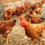 Poultry Care During Rainy and Cold Seasons!