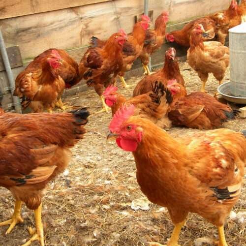 Poultry Care During Rainy and Cold Seasons!