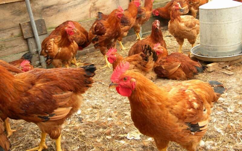Poultry Care During Rainy and Cold Seasons!