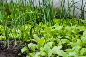 தோழமைப் பயிர்கள்