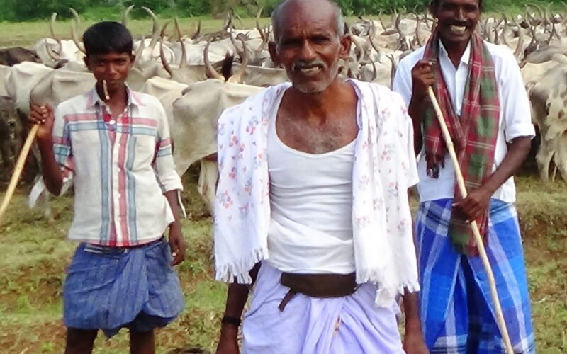 Cows Are Not Just Livestock, They Are Our Deities! 1 Cows Are Not Just Livestock, They Are Our Deities!