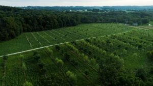 Agroforestry