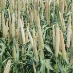 Low-Cost Bajra Cultivation!