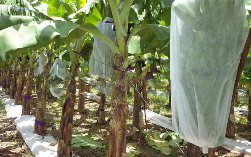 Banana Fruit Protection Covers!