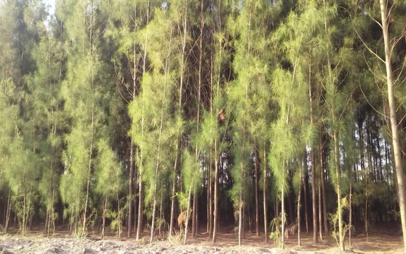 Casuarina Cultivation!