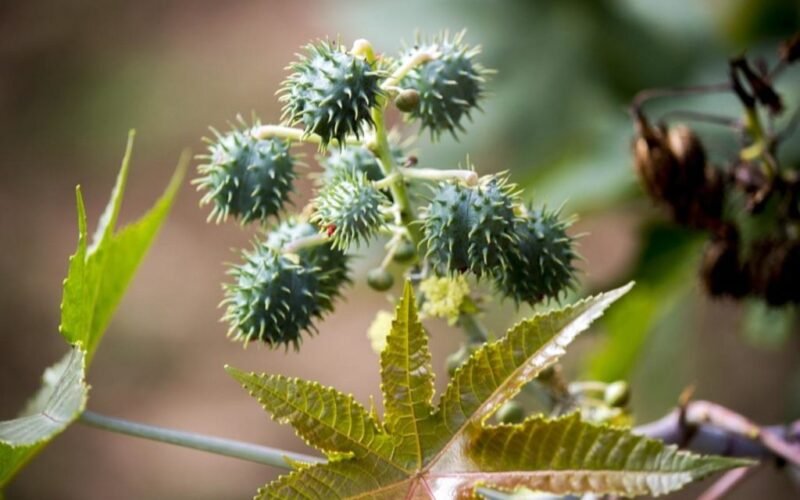 Cultivating Castor for Rural Development!